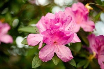 Close-up of Flowering azalea in the botanical garden, spring red azalea, colorful garden, red flowering shrub