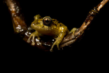 Tink Frog, Diasporus diastema, Costa Rica