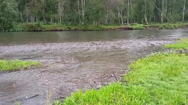 Grassy low bank of a turbulent river flowing through a dense forest on a summer evening. Sema River, Altai, Siberia, Russia.