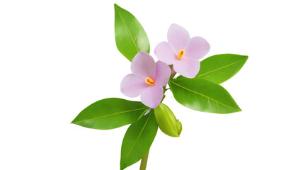 Obraz premium Alamanda