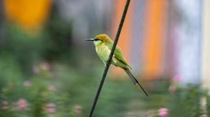 Vibrant green bee-eater on a wire.