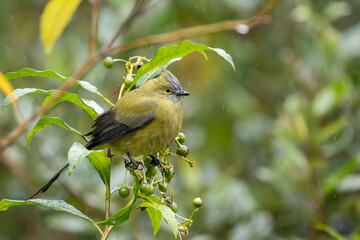Obraz premium Female Long-tailed Silky-flycatcher, Ptiliogonys caudatus, Costa Rica