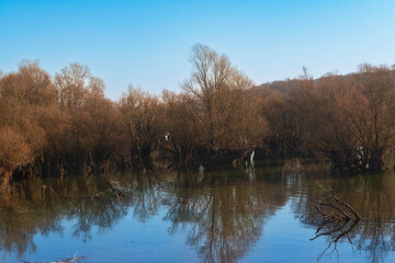 Obraz premium Lac d'orient and its vegetation in winter, reservoir lake of the Seine in the Aube department in France, in the nature reserve of the forêt d'orient in Champagne.