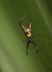 Spiny Orbweaver Spider, Micrathena brevipes, on its web, Costa Rica