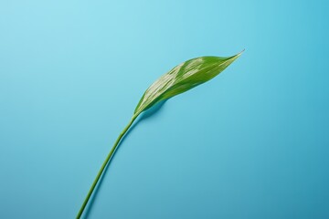 A single green leaf rests against a solid turquoise background