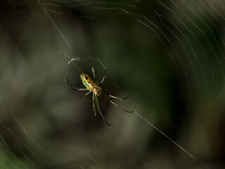 Golden silk orb-weaver Spider, Trichonephila clavipes, also known as Golden Orb-weaver, Costa Rica