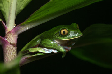 Golden-eyed tree frog, Agalychnis annae, also known as Yellow-eyed leaf frog, endangered species, San Jose, Heredia, Costa Rica