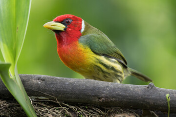 Red headed Barbet, Eubucco bourcierii, Costa Rica