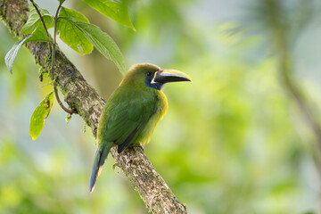 Northern Emerald Toucanet, Aulacorhynchus prasinus, Costa Rica