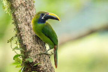 Northern Emerald Toucanet, Aulacorhynchus prasinus, Costa Rica © Quarterland Photos
