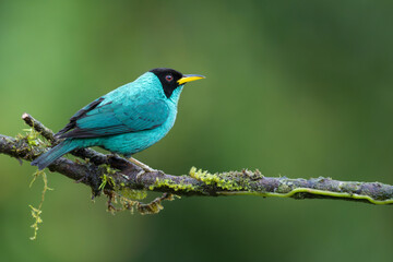Male Green Honeycreeper, Chlorophanes spiza, Costa Rica