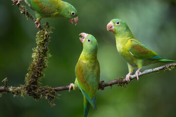 Orange-chinned Parakeets, Brotogeris jugularis, Costa Rica