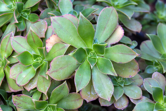 Aeonium Leucoblepharum variegata close up. Succulent plant.