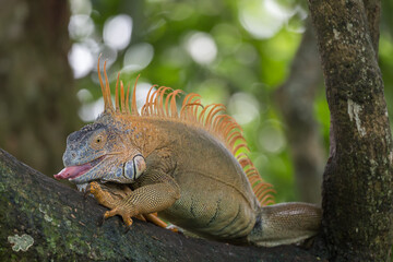 Male Green Iguana, Iguana iguana, in a tree with its tongue out, also known as American Iguana or Common Green iguana, Costa Rica