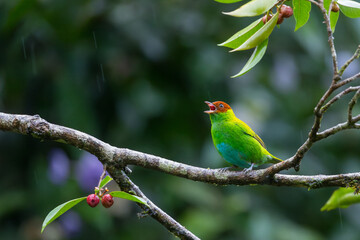 Female Bay-headed Tanager, Tangara gyrola, Costa Rica