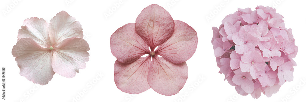 Poster This png image presents a close-up of a pink flower petal, emphasizing its intricate textures and vivid coloration, which serve to highlight the petal's natural beauty and the subtle details of the