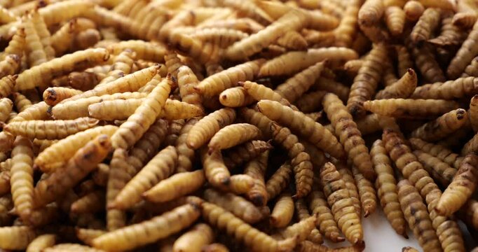 Protein-rich edible insects for reptile food or human consumption arranged in random pattern