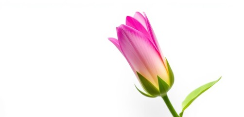 Naklejka premium A single, vibrant flower, petals unfurled, set against a pure white backdrop, pristine, macro