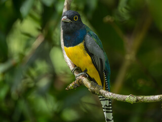 Male Gartered Trogon, Trogon caligatus, Costa Rica