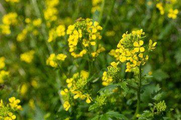 Sinapis arvensis Turkish name: Mustard grass close-up, beauty of spring. Yellow mustard herbs.