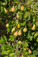 Fresh pears on the branch of the pear tree