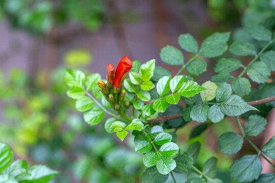 Cape honeysuckle or Tecomaria capensis orange flowers