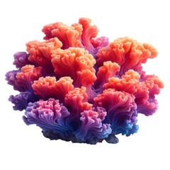 coralcoral on white background