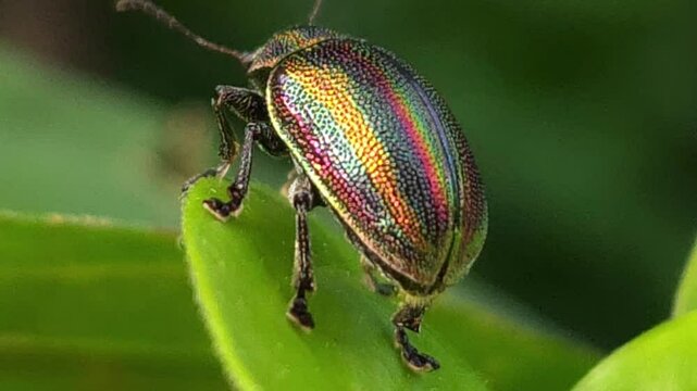 Insect in nature, Beautiful Cinematic green nature close-up background, micro animal wildlife macro close up shot, going about their lives among leaves, creating a vibrant world of small busy creature