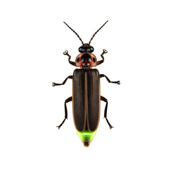 A detailed photograph of a firefly with a glowing abdomen, captured against a clean white background