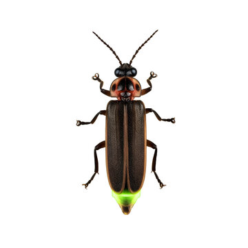A detailed photograph of a firefly with a glowing abdomen, captured against a clean white background