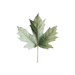 Fototapeta premium Stunning Maple Leaf: Nature's Art isolated on transparent background