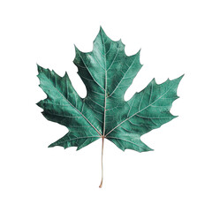 Fototapeta premium Teal Maple Leaf: Nature's Beauty isolated on transparent background