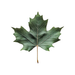 Fototapeta premium Green Maple Leaf: Nature Image isolated on transparent background