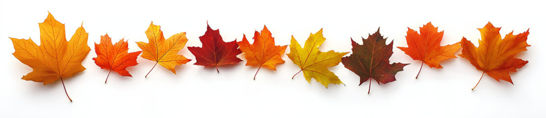 Obraz premium Autumn Maple Leaves Collection: Isolated Images of Vibrant Fall Foliage for Interior Design, Digital Printing, and Textile Industry