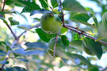 A green apple is hanging from a tree