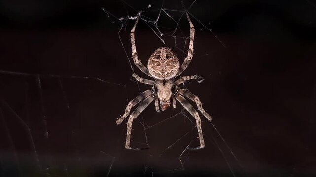 A large orb spider is crawling on its sticky web in the dark background. Insect in nature, Beautiful Cinematic close-up background, micro animal wildlife macro close up shot