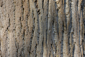 Selective focus of wrinkles and uneven surface of thick tree bark in the forest, Details of cracked...