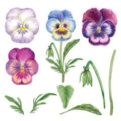 elements vector of pansies hand drawn with watercolor. isolated on transparent background for Eps file