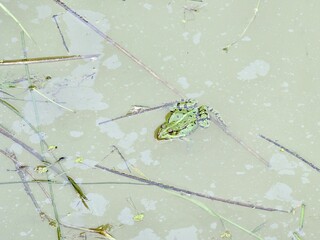 Żaba w stawie © Wojciech