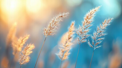 Ethereal wild grass silhouettes in dreamy blue and gold light