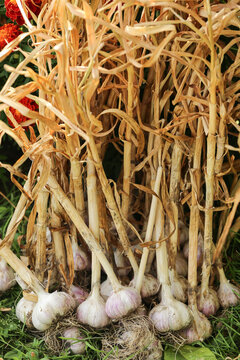 Garlic. Bunch of fresh raw organic garlic harvest with roots and tops in garden in sunlight