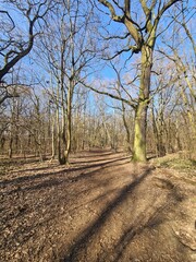 Fototapeta premium Wonderful Plänterwald Landscape in Berlin - Spring Season