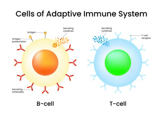 Cells of Adaptive Immune System