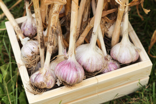 Harvesting fresh garlic in the garden. Bunch of freshly harvested garlic in wooden box close-up