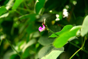 purple hyacinth bean vegetable flower. purple flower. Phaseolus lunatus. Shim ful
