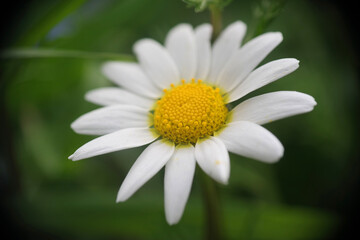 Obraz premium Natura