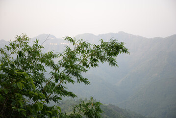 Natural bamboos in a cloudy hilly landscape