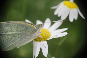 Natura