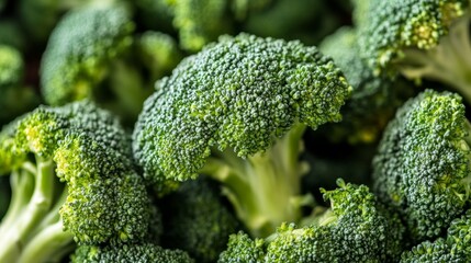 Growing broccoli harvest and producing vegetables cultivation. Concept of small eco green business organic farming gardening and healthy food	
