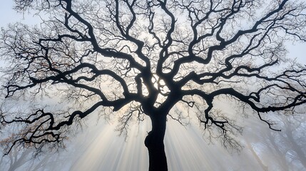 Sunlit Winter Tree Silhouette in Misty Landscape